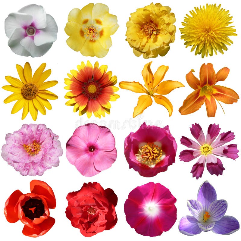Collection of flowers stock photo. Image of floral, pink - 20018210