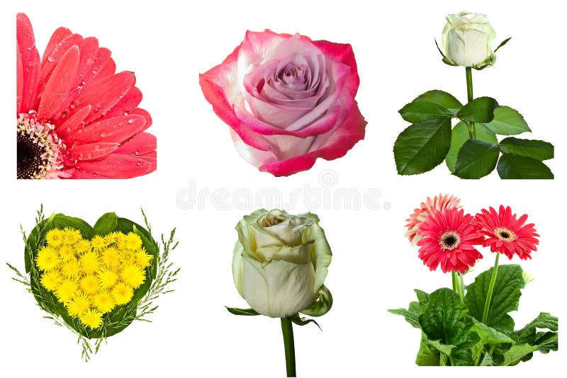 Collection of flowers on white background