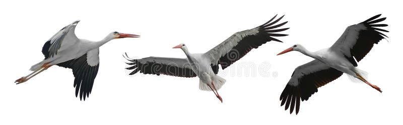 Collection flying storks isolated on white