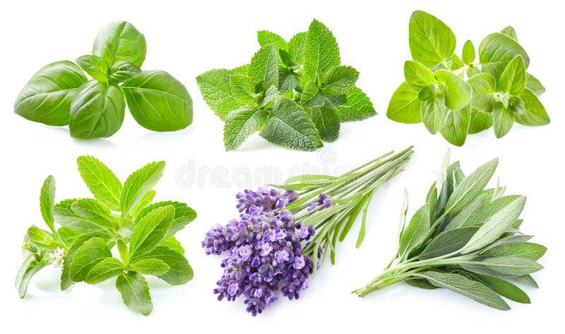 Collection of fresh herbs on white background