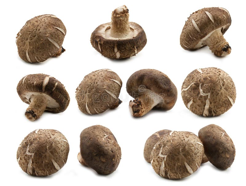 Fresh shiitake mushroom stock photo. Image of nutrition 43460108