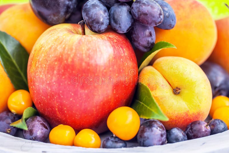 Apricot fruits stock photo. Image of bowl, ripe, orange 2773792