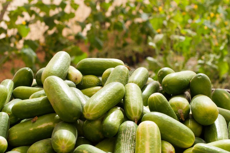 Collection of cucumbers growing in greenhouses in the kibbutz in Israel