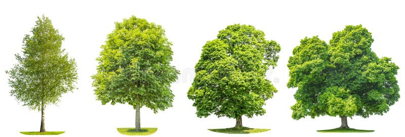 Raccolta del verde di alberi di acero, betulla, castagno.