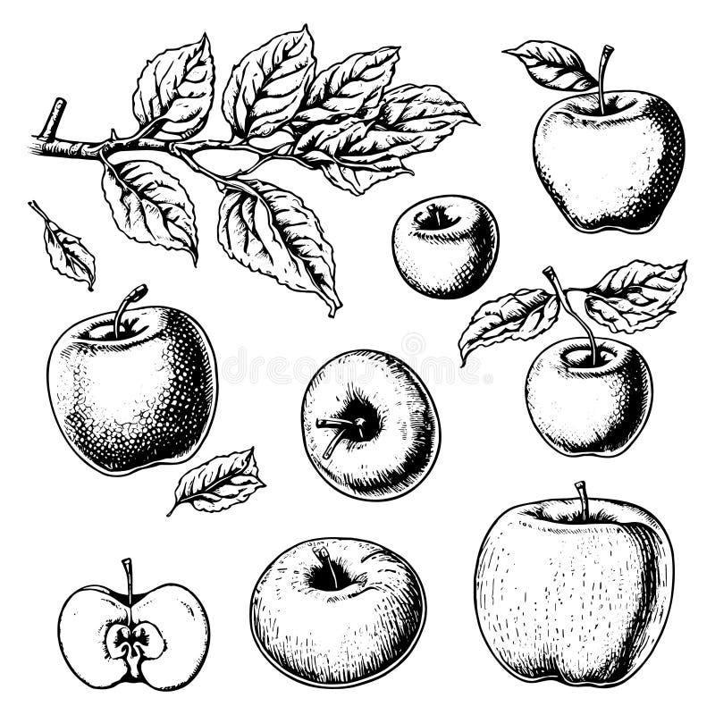 Collection of Hand Drawn Apples Stock Vector Illustration of leaf