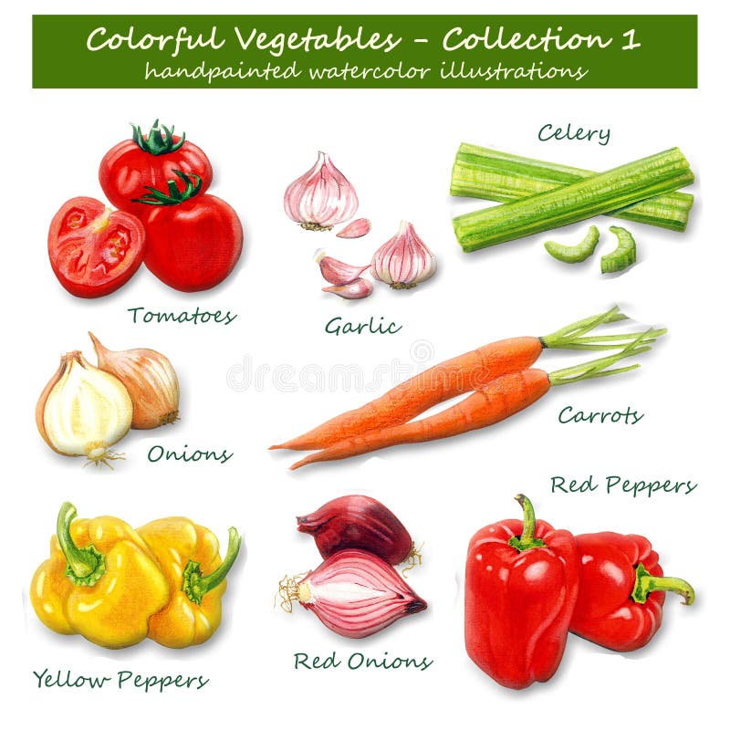 Collection of handpainted watercolor illustrations of colorful vegetables. This collection includes the following: Tomatoes, Garlic, Celery, Onions, Red onions, Yellow Peppers, Red peppers and Carrots. The vegetables are painted realisticly. Great for all businesses in the food industry, all foodies and foodbloggers, restaurant owners....etc. Illustrator: Colette van der Wal. Collection of handpainted watercolor illustrations of colorful vegetables. This collection includes the following: Tomatoes, Garlic, Celery, Onions, Red onions, Yellow Peppers, Red peppers and Carrots. The vegetables are painted realisticly. Great for all businesses in the food industry, all foodies and foodbloggers, restaurant owners....etc. Illustrator: Colette van der Wal