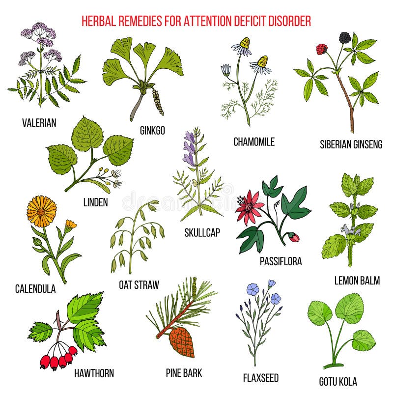 Collection of herbs for attention deficit disorder vector illustration