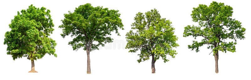 Collection hight quality big green tree royalty free stock image
