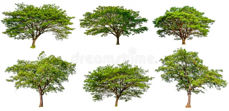 Collection hight quality big green tree royalty free stock image