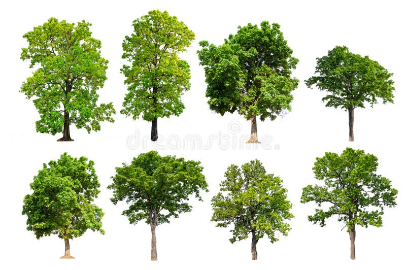 Collection hight quality big green tree royalty free stock images