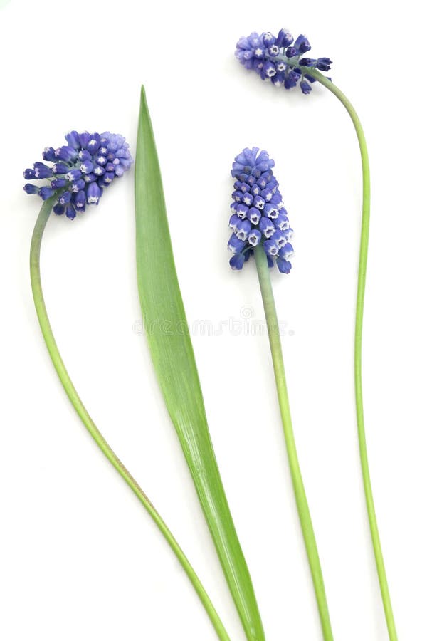 A Collection of Hyacinths Isolated Stock Image Image of beautiful, green 24442773
