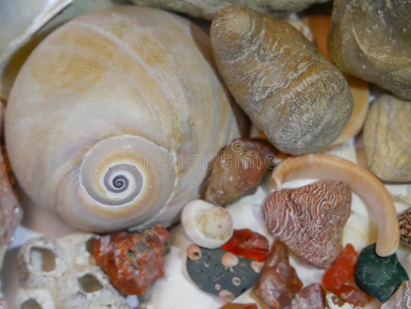 Collection of Interesting Sea Shells and Gemstones from Three Seas. Stock Image Image of