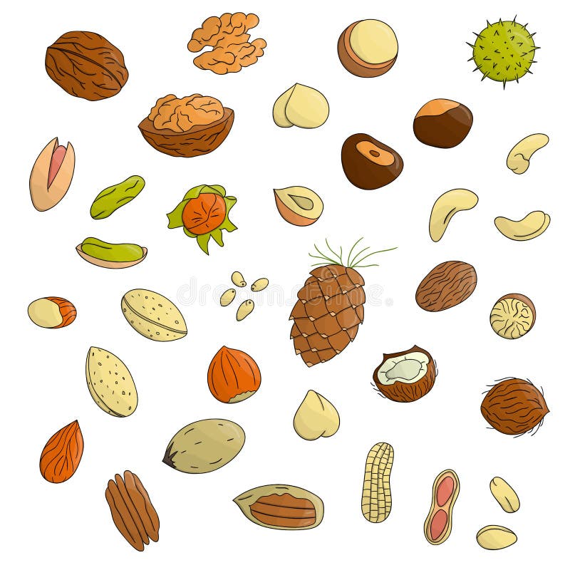 Vector Set of Colored Nuts. Stock Vector - Illustration of doodle, menu ...