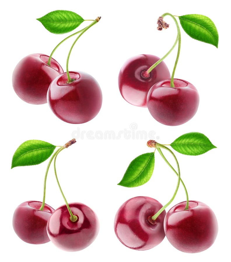 Collection of Isolated Cherry Fruits Stock Image Image of collection