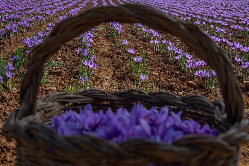 Saffron Rose Collection Landscape Stock Photo Image of cover, beautiful 161354128