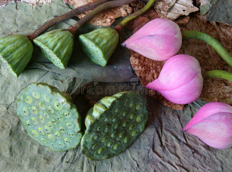 Collection Lotus Flower, Seed, Tea, Healthy Food Stock