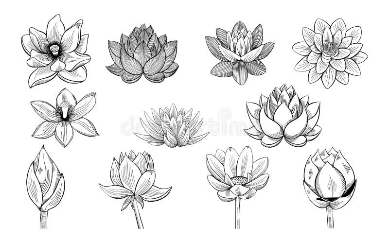 lotus flower outline drawing