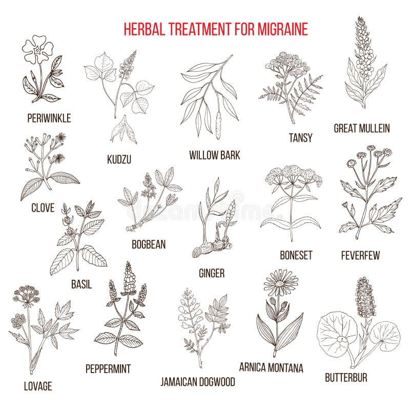 Collection of Medicinal Herbs for Migraines Relief Stock Vector