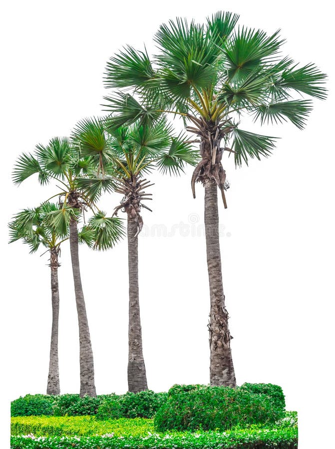 Collection of Palm Trees Isolated on White Background. Stock Photo ...