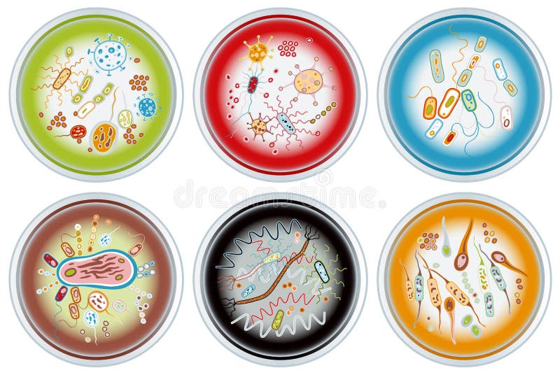 Vector Bacteria Cells in Petri Dishes Isolated Stock Illustration