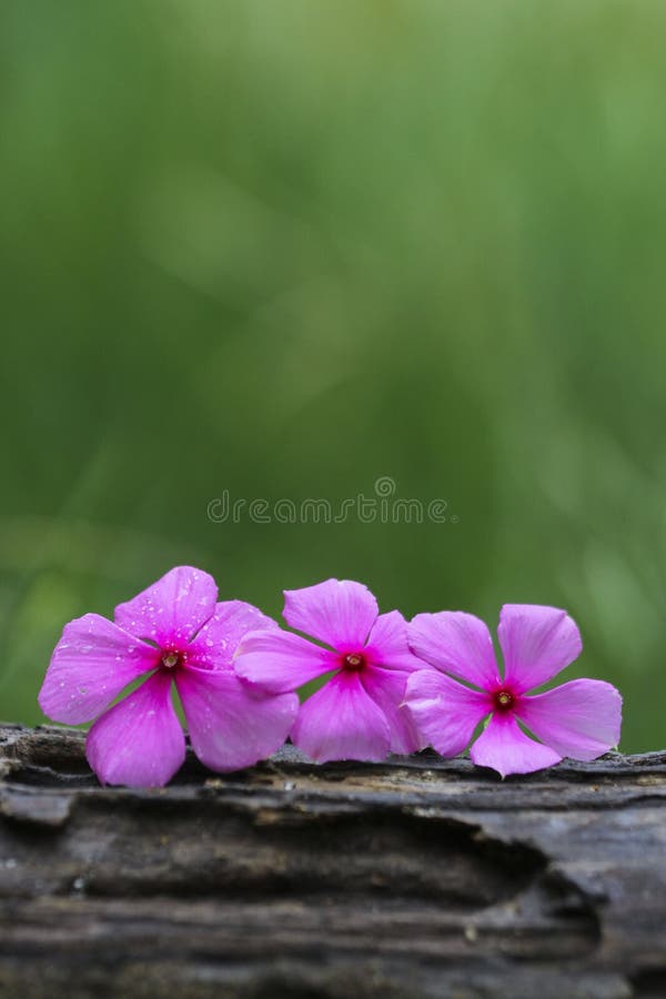 The Beautiful Flower Colorful Nature Wallpaper Stock Photo - Image of  decoration, damselfy: 155339786