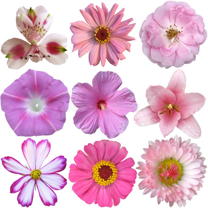 Collection of pink flowers