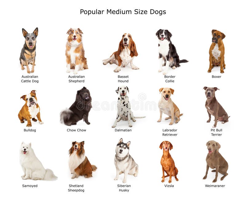 medium sized dogs