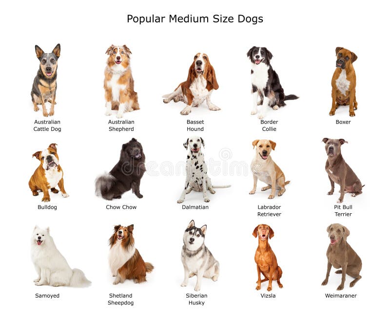 Collection of Popular Medium Size Dogs