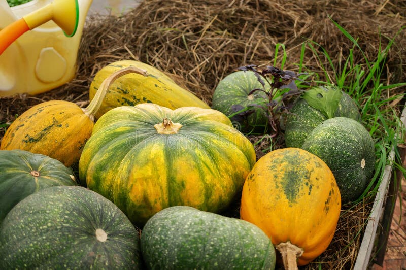 Collection of Pumpkins of Different Types and Colors. Autumn Harvest