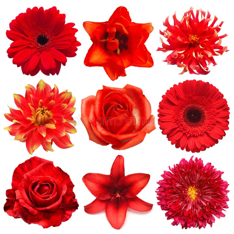 Collection Red Flowers Head of Tulip, Dahlia, Rose, Daisy, Lily ...