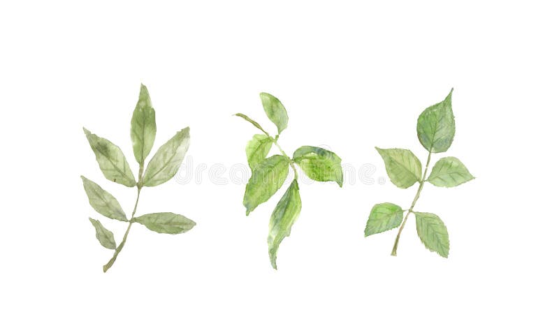 Collection of rose leave on white background royalty free illustration Collection of rose leave on white background royalty free illustration