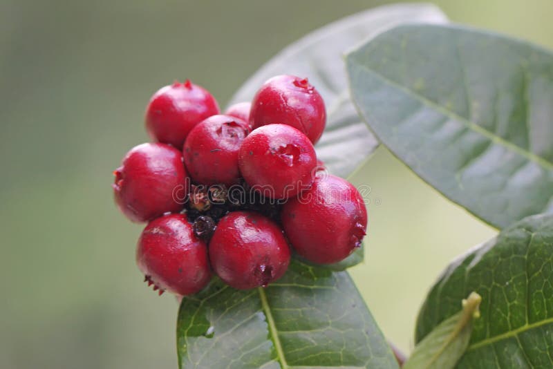 Ixora Chinensis Fruit Stock Photos - Free & Royalty-Free Stock Photos from  Dreamstime