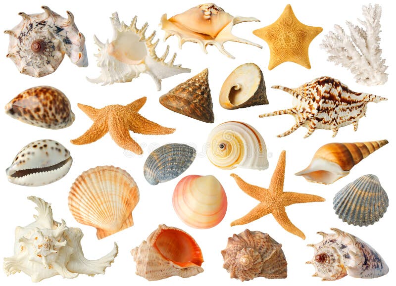 Isolated sea objects. Large collection of sea shells and stars isolated on white background