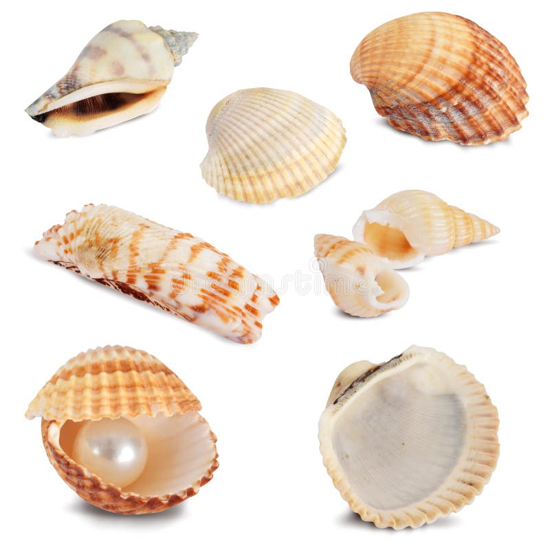 Colection of seashells defferent images isolated on white. Colection of seashells defferent images isolated on white