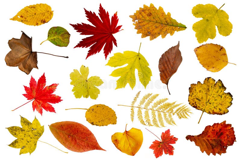 Set of beautiful autumn leaves isolated on white background. Collection set of beautiful colourful autumn leaves isolated on white background