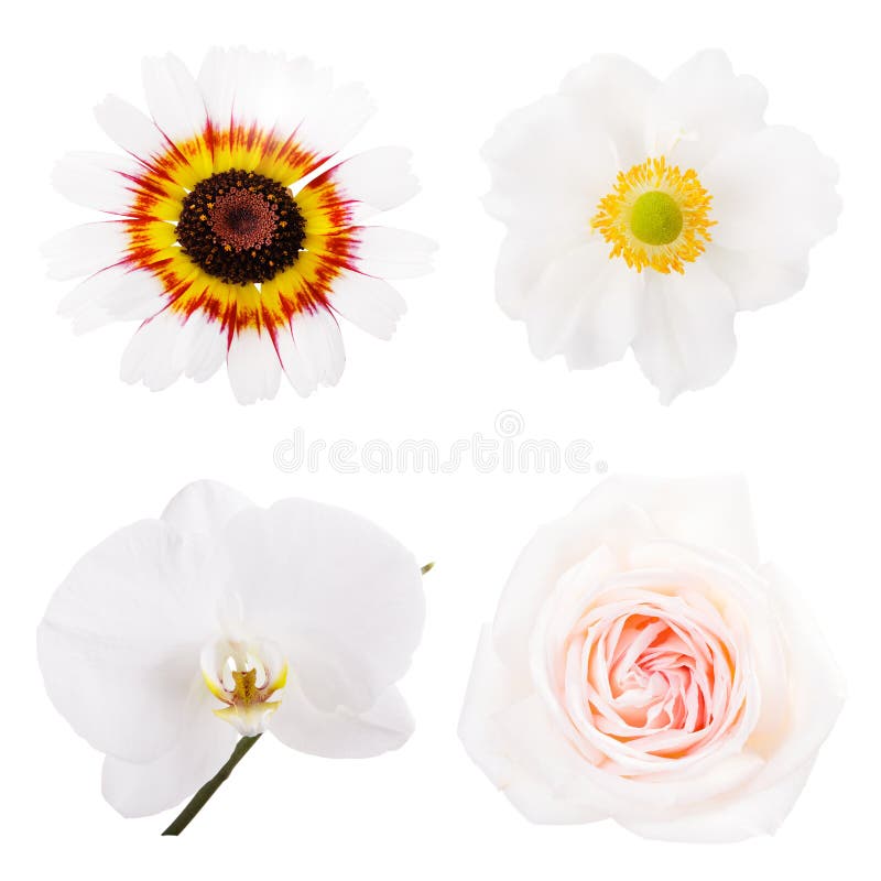 Collection or set of four beautiful white flowers, summer chrysanthemum, anemone, phalaenopsis, rose isolated on white