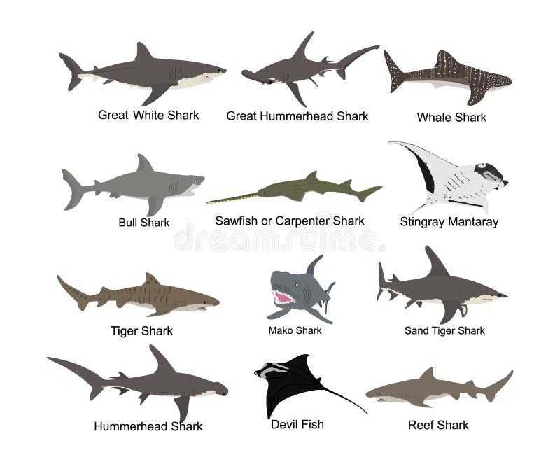 Set Tubarão (Shark) 3, Set