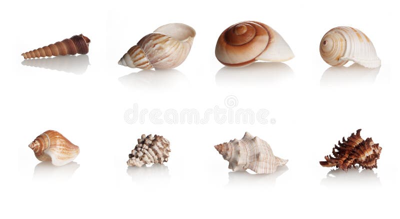 Collection Shells Marine Mollusks, eight different gastropod seashells on white.