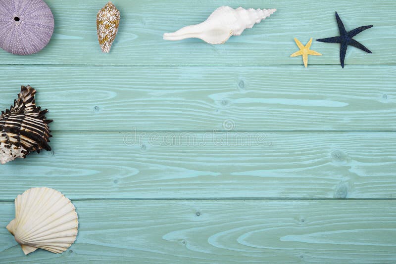 Collection of sea shells stock photo. Image of cutout - 70025908