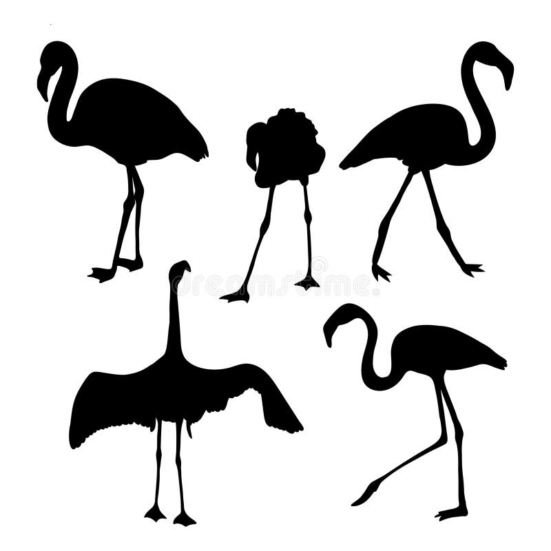 Collection Sketch Exotic Tropical Birds Stock Illustrations – 217 ...