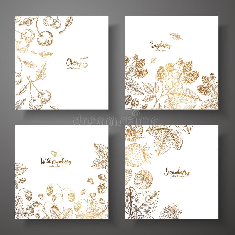 Collection of square gold cards with berries. Vector vintage frame with cherry, raspberry, wild strawberry, strawberry vector illustration Collection of square gold cards with berries. Vector vintage frame with cherry, raspberry, wild strawberry, strawberry vector illustration
