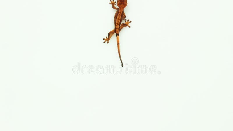 Collection of top view of isolated gecko