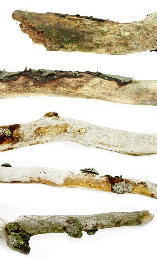 Collection of tree branch details against a white background