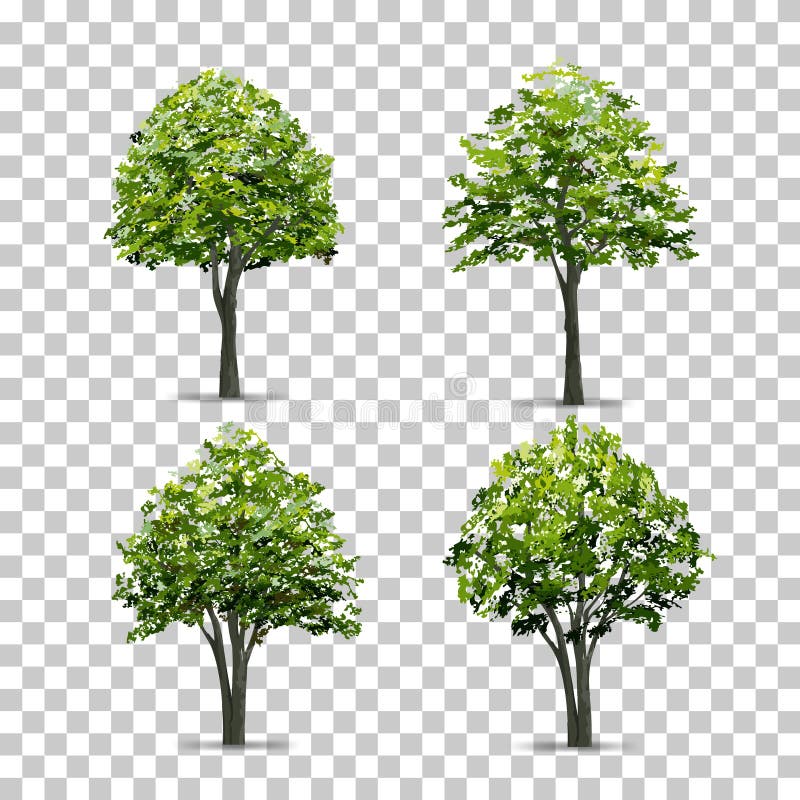 Collection of Tree isolated on transparent background with soft shadow. Vector. vector illustration Collection of Tree isolated on transparent background with soft shadow. Vector. vector illustration