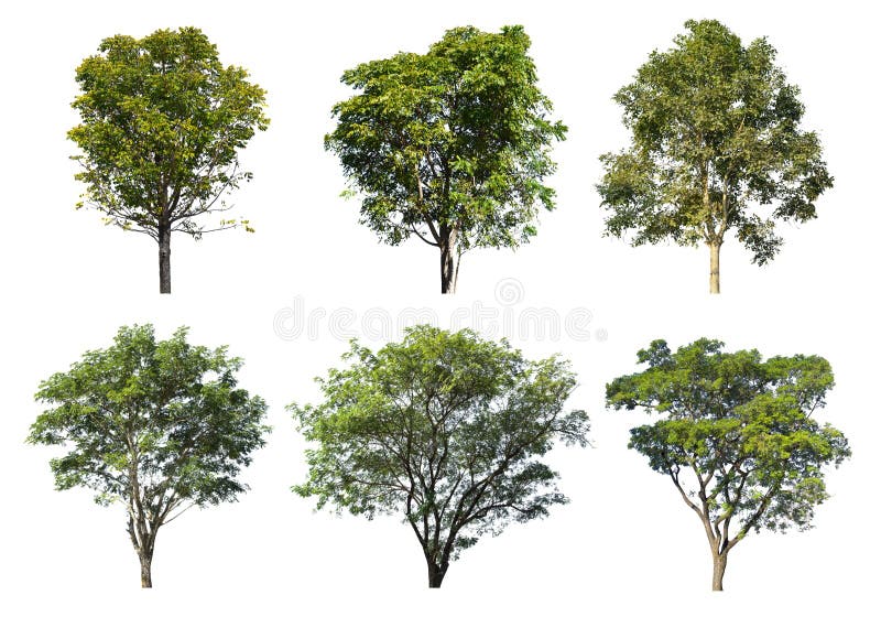 Collection of Tree isolated on a white background. Collection of Tree isolated on a white background, Can be used for part assembly to your designs or images.