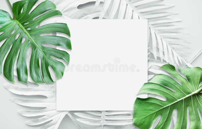 Collection of tropical leaves,foliage plant in white color.Abstract leaf decoration design background