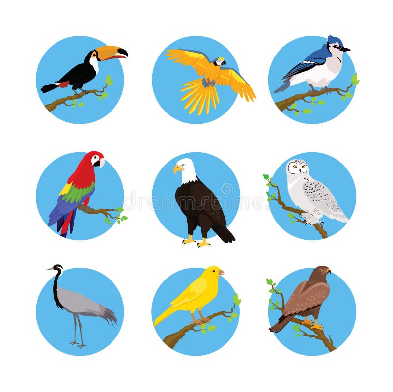 Collection of Various Birds Flat Design