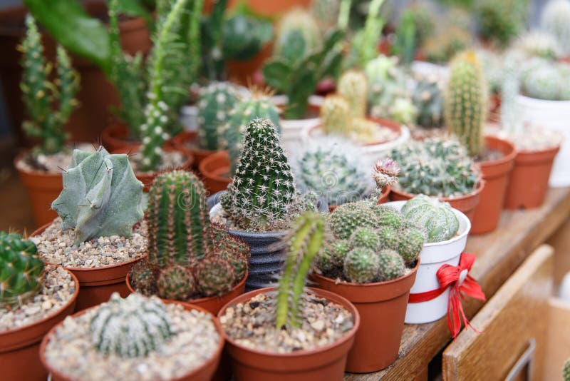 Collection of Various Cactus and Succulent Stock Image Image of