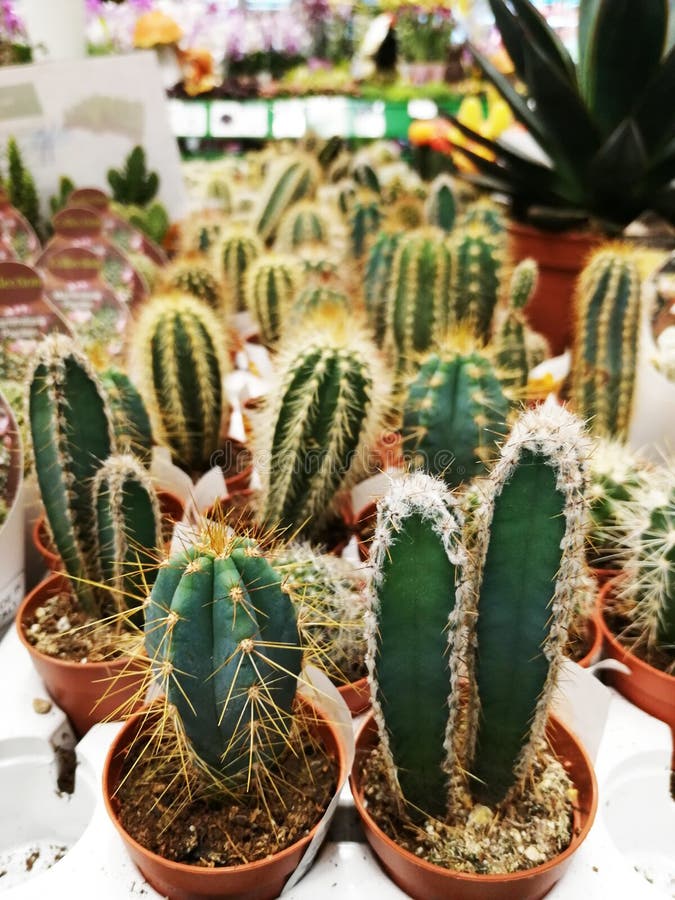 Collection of Various Cactus and Succulent Plants in Different Pots