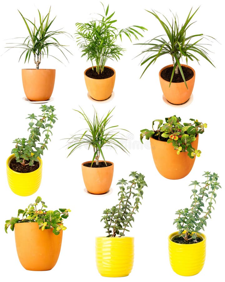 Collection of Various Potted Plants Stock Image Image of grow, common